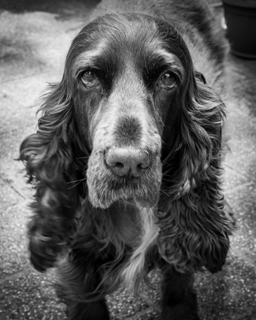 Black and white portrait of a Spaniel dog looking into the camera